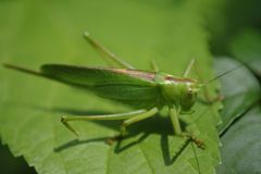 路傍　キリギリス