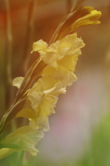 初夏　グラジョウラス