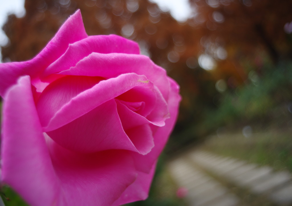 OLD LENS  バラ