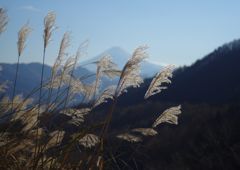 寒露　ススキ　Ⅱ