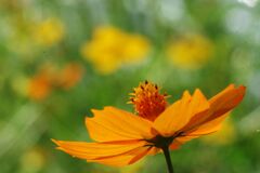 キバナコスモス　Ⅱ