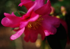 寒冷　サザンカ