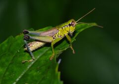 季夏　トノサマバッタ？