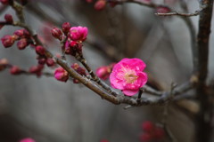 冬を探して　梅　Ⅲ