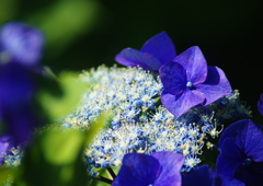 紫陽花　Ⅱ