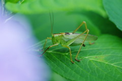 小さな虫達　キリギリス