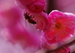 春を探して　梅　Ⅱ