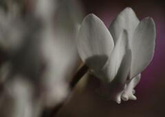 白露　原種シクラメン