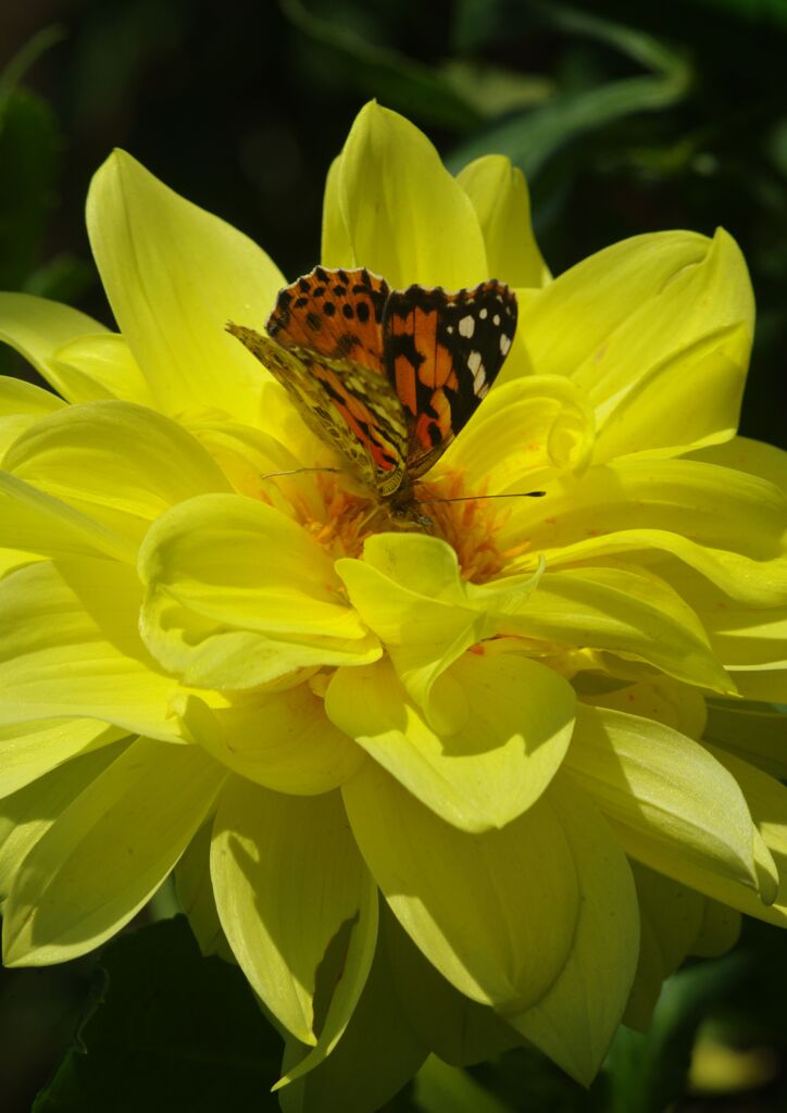 落日.タテハチョウ