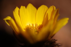 春を探して　福寿草　Ⅱ