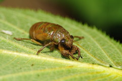 虫達を追って　アブラゼミ