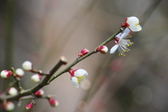 向春　白梅　Ⅱ