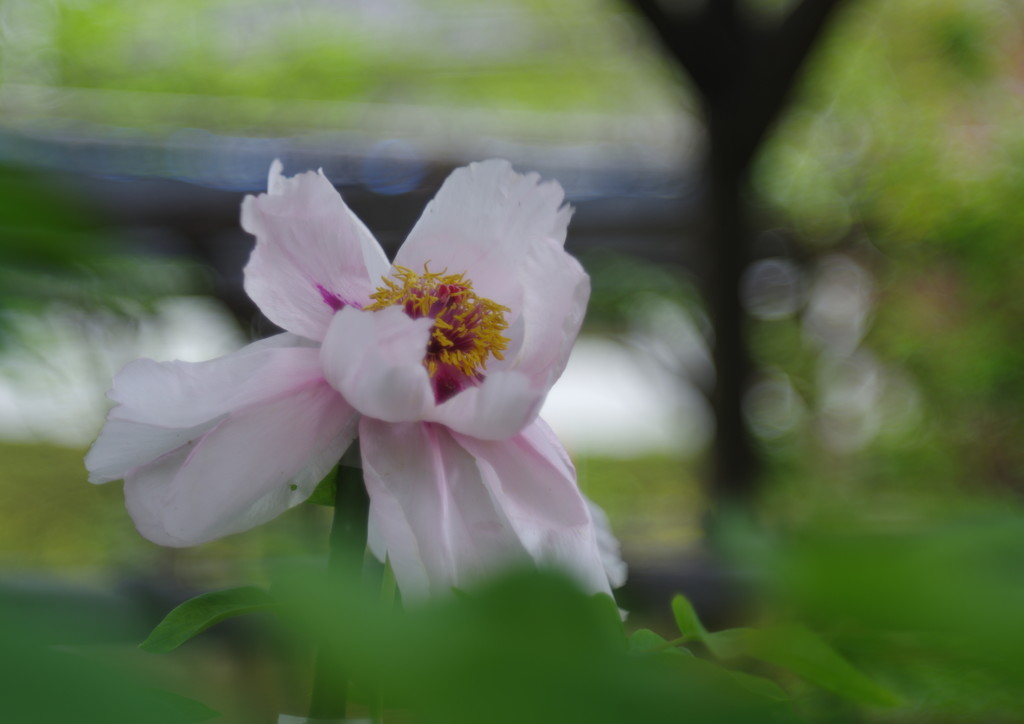 春色　牡丹