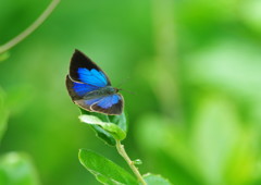 虫達を追って　ルーミスシジミ　Ⅱ