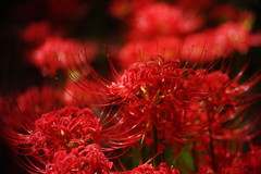 初秋　彼岸花　Ⅲ