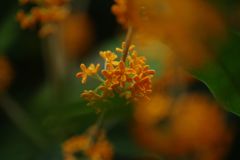 行秋　キンモクセイ