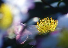 白露　サザンカ