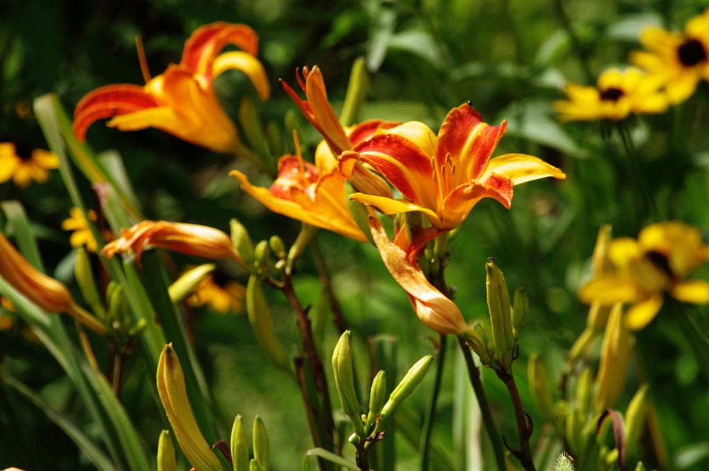 初夏を求めて　ノカンゾウ