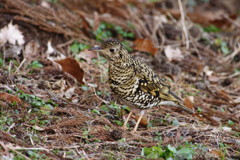 野鳥を探して　トラツグミ