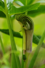 春爛漫　うらしまそう　Ⅱ