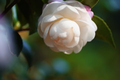 寒冷　サザンカ