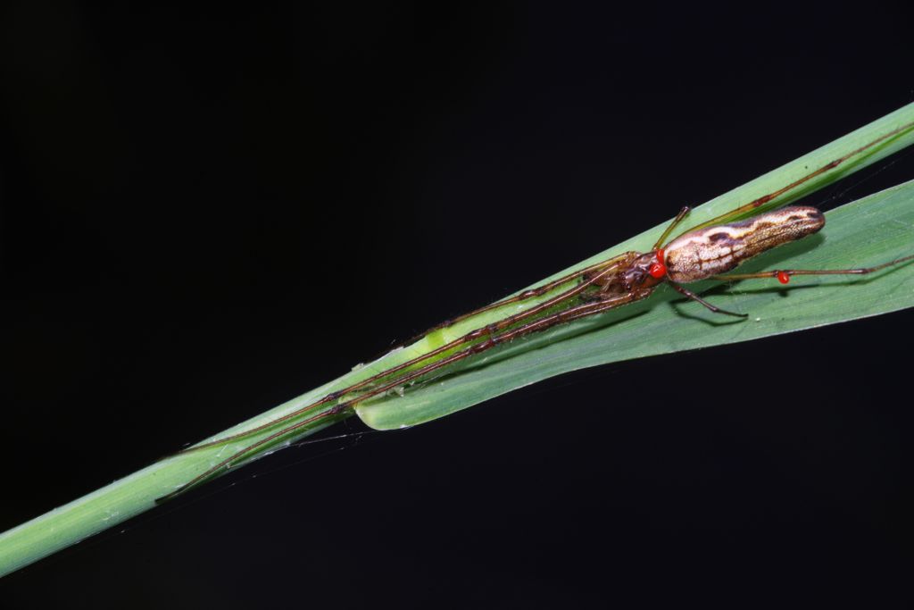 初夏　アシナガグモ？　Ⅱ