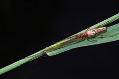 初夏　アシナガグモ？　Ⅱ