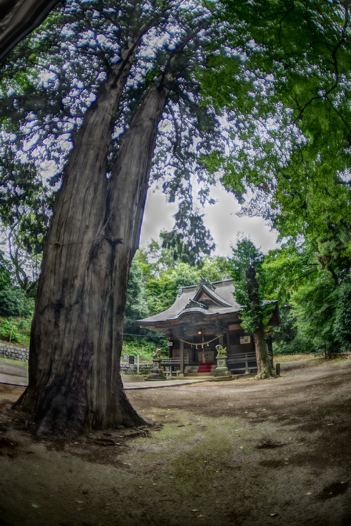 虫時雨　氏神様境内
