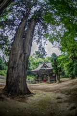 虫時雨　氏神様境内