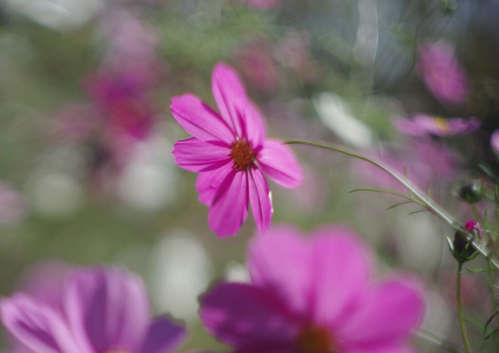 落日　秋桜　Ⅱ