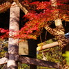 旅写真　修善寺