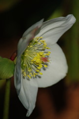 春を探して　クリスマスローズ