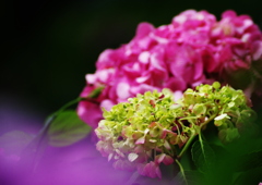 紫陽花