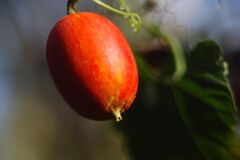 極月　カラスウリ