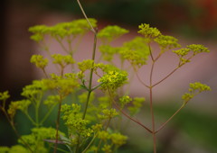 OLD LENS  オミナエシ