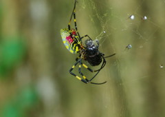 弱肉強食　ジョロウグモ　Ⅲ