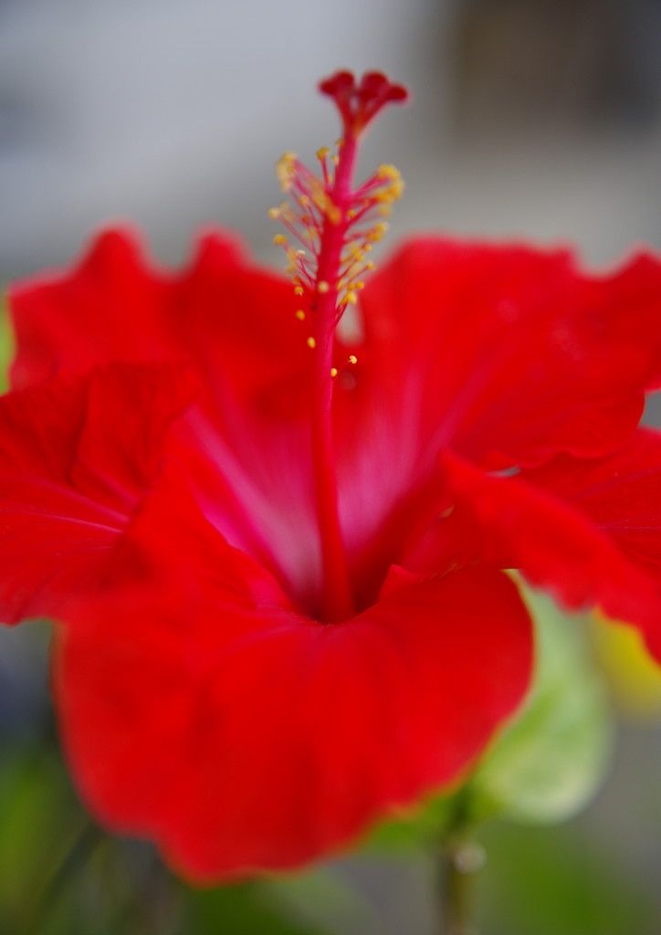 立夏　ハイビスカス