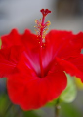 立夏　ハイビスカス