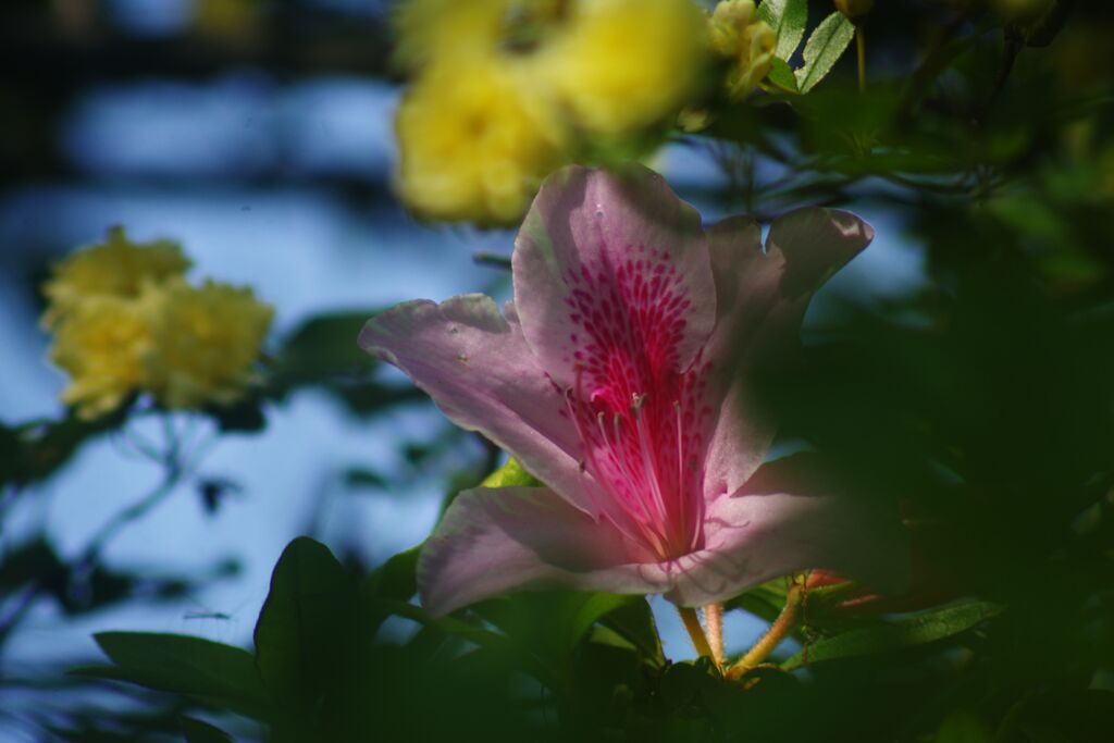 清涼　つつじ　Ⅱ