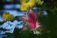 清涼　つつじ　Ⅱ