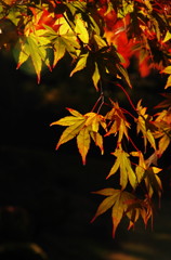 秋の彩り　４