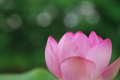 晩夏　大賀ハス　Ⅱ