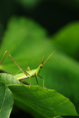 虫達を追って　ショウリョウバッタ