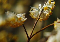 花春　ミツマタ