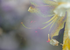 路傍　ヤマユリ