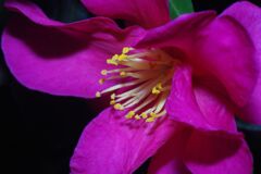 落日　サザンカ　