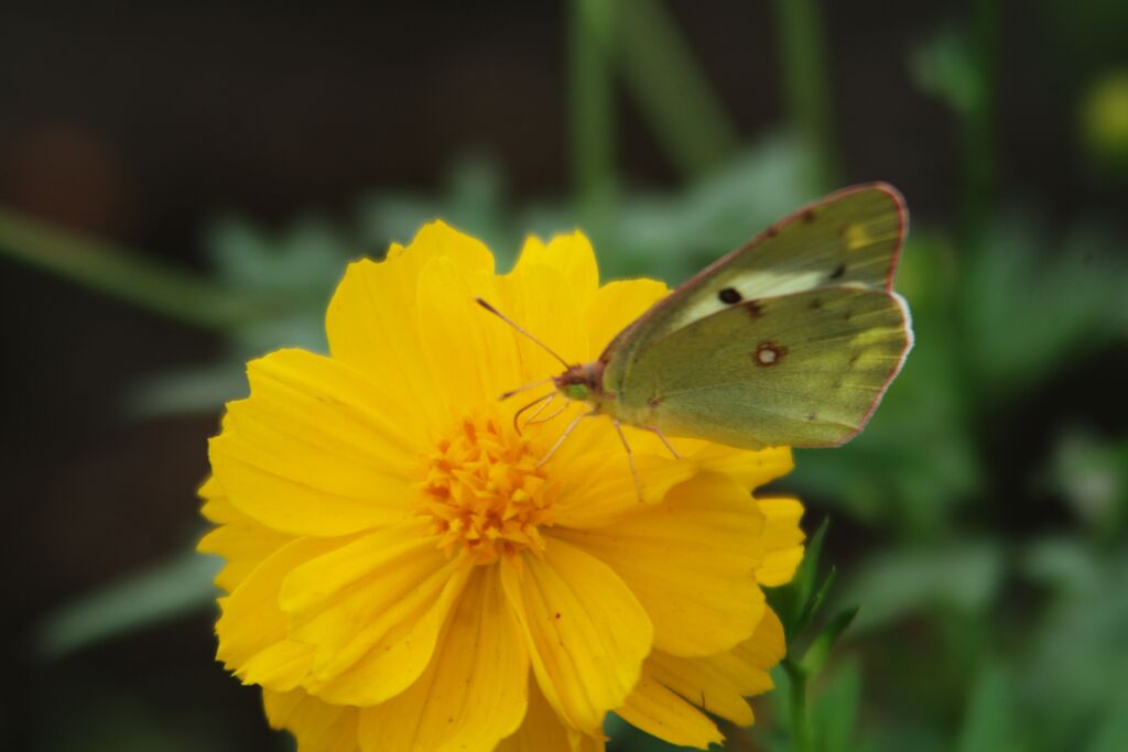 モンシロチョウ