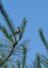 野鳥を探して　エナガ？