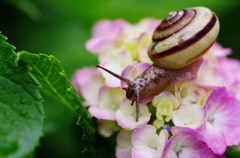 初夏を探して　カタツムリ