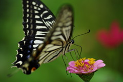 行秋　アゲハチョウ　Ⅱ